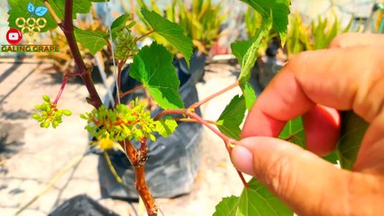 ANGGUR IMPORT JUPITER