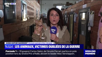 Les animaux, victimes oubliées de la guerre en Ukraine