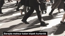 Barajda mahsur kalan köpek kurtarıldı