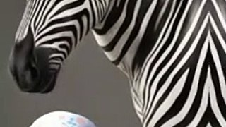 Zebra #Zebra #EquusZebra #fypシ゚viral #fyp #hewan  #fakta  #fact #faktadunia #faktaunik