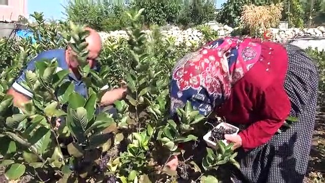 Türkiye'de Üretilen Aronya Meyvesi İhraç Ediliyor