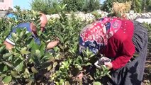 Les fruits d'aronia produits en Turquie sont exportés