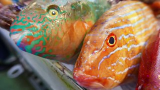 Japanese Street Food - SWEET AND SOUR PARROTFISH Seafood Japan(1080P_HD)