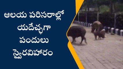 అన్నమయ్య జిల్లా: రామయ్య ఆలయ సమీపంలో పందుల సంచారం