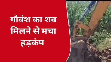 हापुड़ : गांव में गौवंश का शव मिलने से हड़कम्प, पुलिस प्रशासन ने उठाया ये कदम
