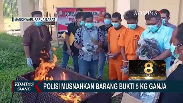 Polda Papua Barat Musnahkan Barang Bukti Ganja Seberat 5 Kg