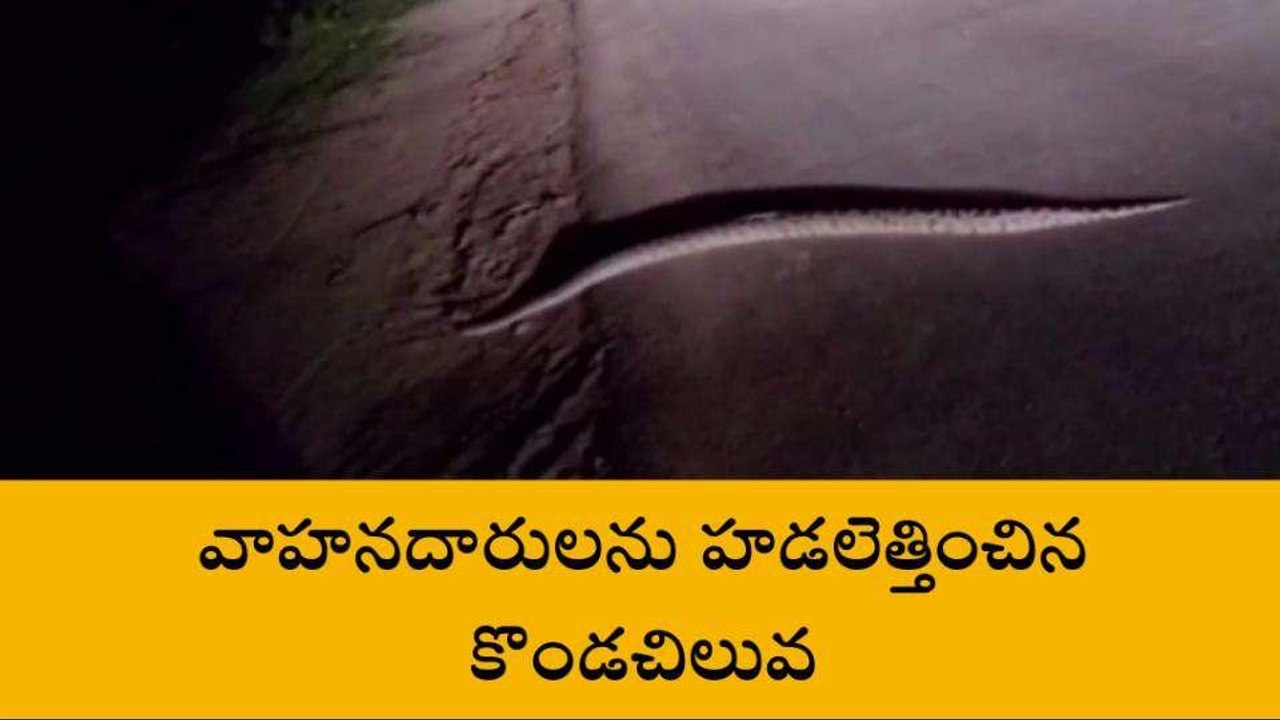 వరంగల్: ప్రధాన రహదారిపై కొండచిలువ