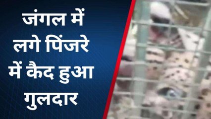 बिजनौर : जंगल में लगे पिंजरे में कैद हुआ गुलदार, ग्रामीणों ने चैन की सांस