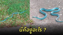 ฮือฮา ! งูแปลกตัวสีฟ้า สีสันแปลกตา คนเห็นอึ้งแบบนี้เป็นงูอะไร