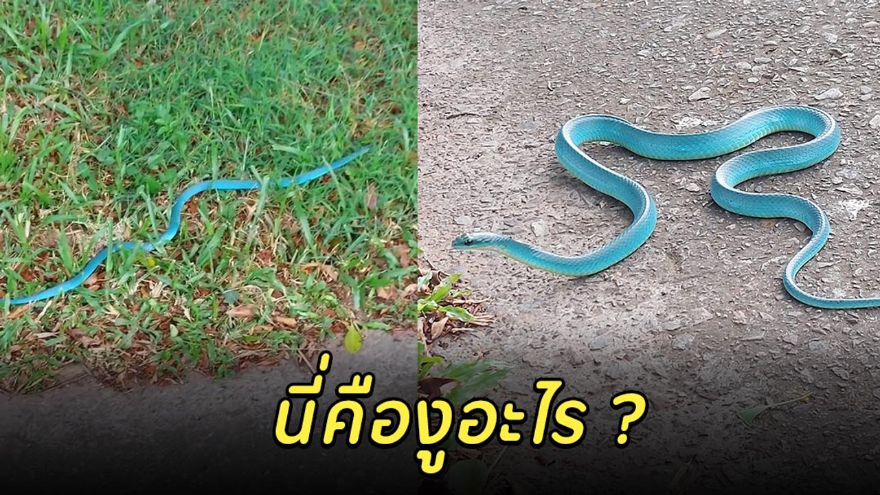 ฮือฮา ! งูแปลกตัวสีฟ้า สีสันแปลกตา คนเห็นอึ้งแบบนี้เป็นงูอะไร