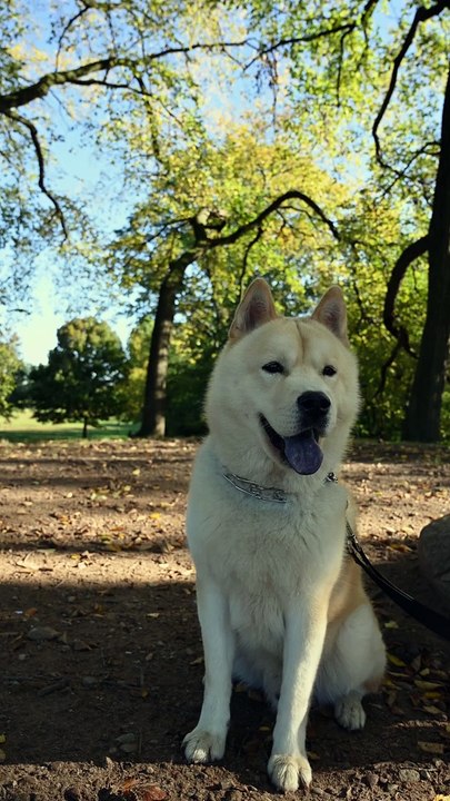 A Cute White Dog