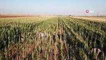 Sınırdaki mısır tarlasında 160 bin kök kenevir bitkisi bulundu