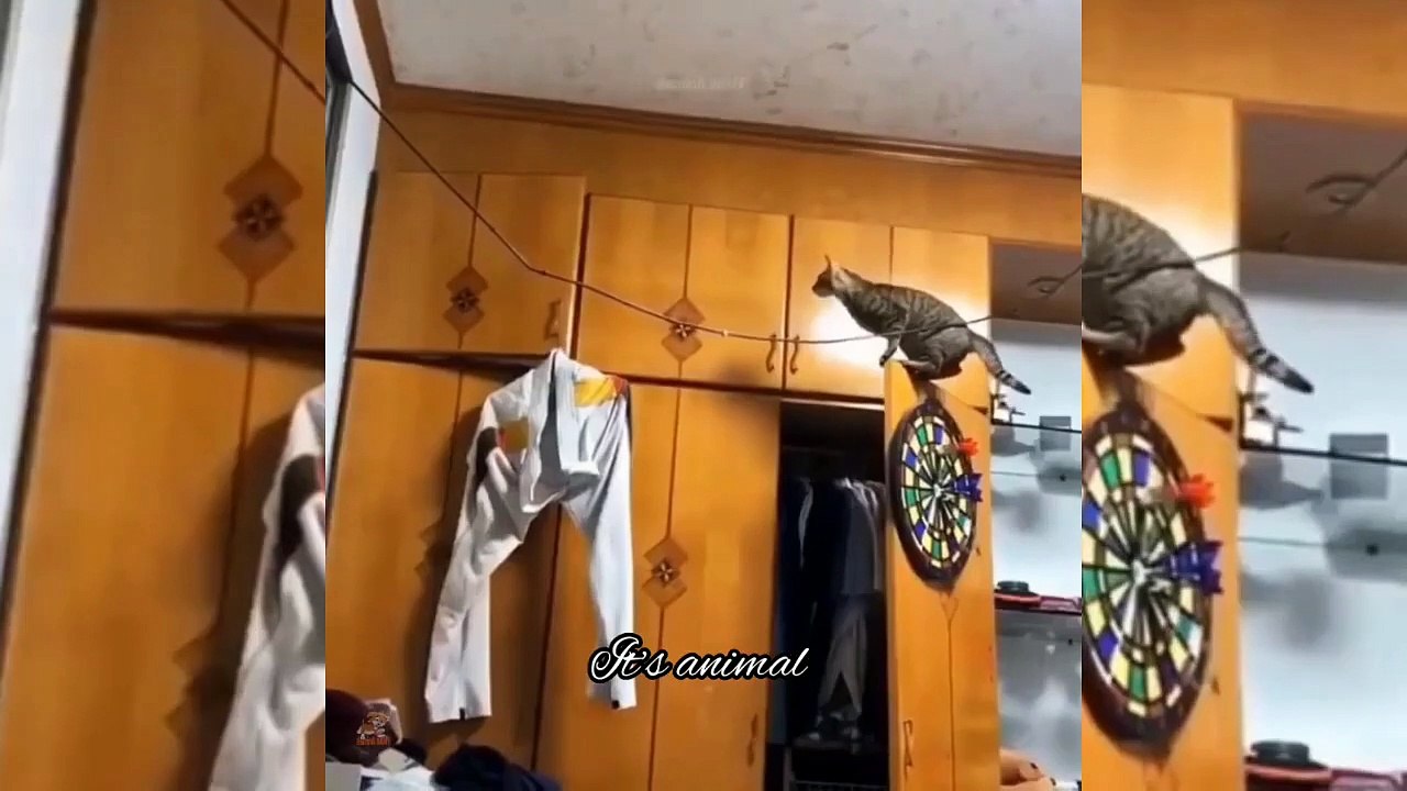 Best Funny Animal Videos Of The 2023 Funniest Cats And Dogs Videos (1)