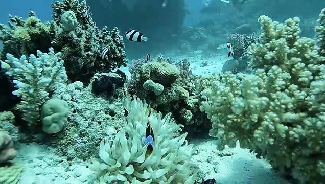 Égypte Safaga 27 août 2023