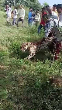 लाइव वीडियो से मचा तहलका, ऐसा वीडियो आपने अब तक नहीं देखा होगा