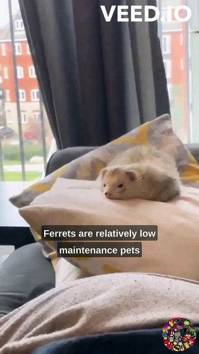 Ferrets The Charismatic Pets
