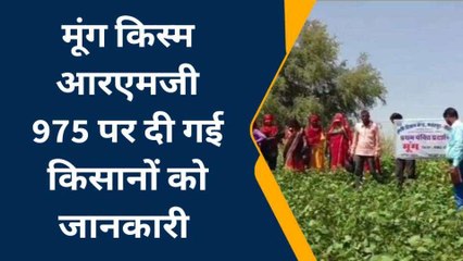 सीकर: कृषि विज्ञान केन्द्र द्वारा मूंग की किस्म को लेकर किसानों को दी गई यह जानकारी, जानें क्या?