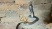 कोटा: निर्माणाधीन मकान में घुस आया जहरीला कोबरा प्रजाति का सांप, देखिए फिर हुआ?