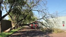 Bombeiros removem árvore caída na Rua Cassiano Jorge Fernandes