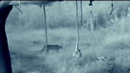 सारंगपुर : तेंदुए के मूवमेंट हुए सीसीटीवी में कैद, ग्रामीणों में दशहत का माहौल