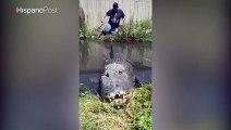 Tirer la queue d'un énorme crocodile... Dangereux