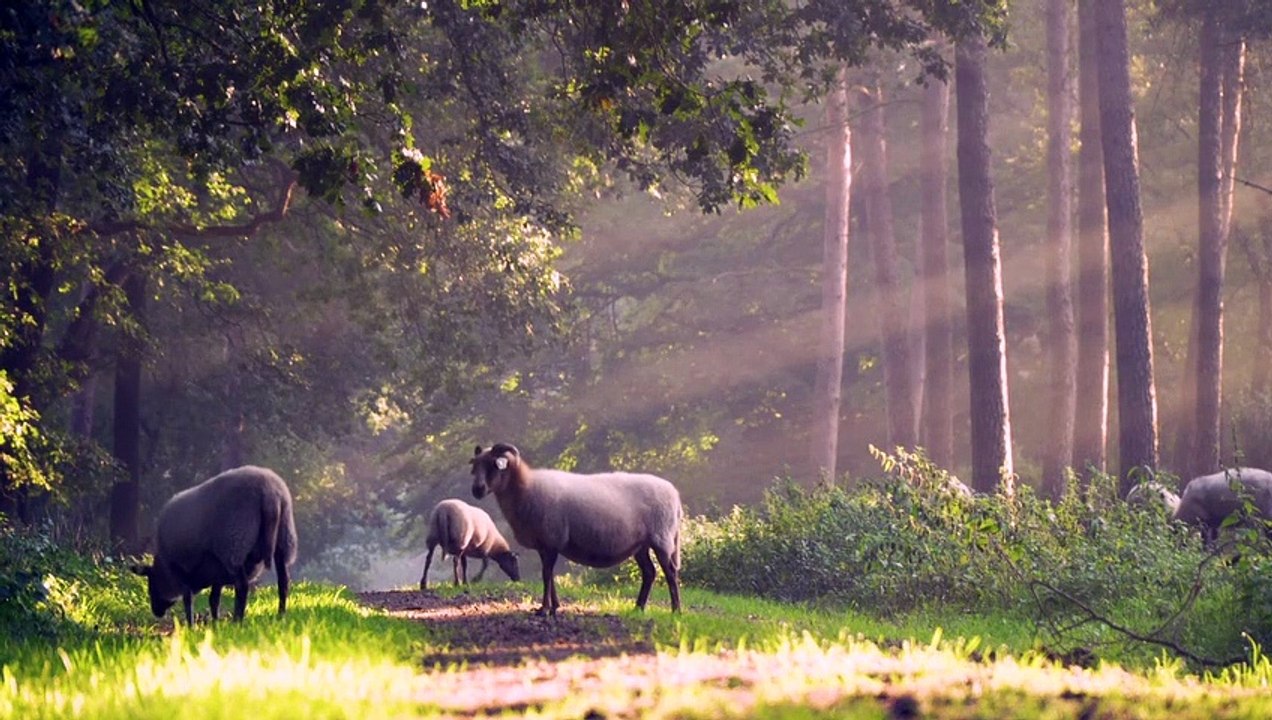 sheep