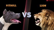 Pitbull VS León - El Mejor Video de Pelea Real de León VS Pitbull Entrenado