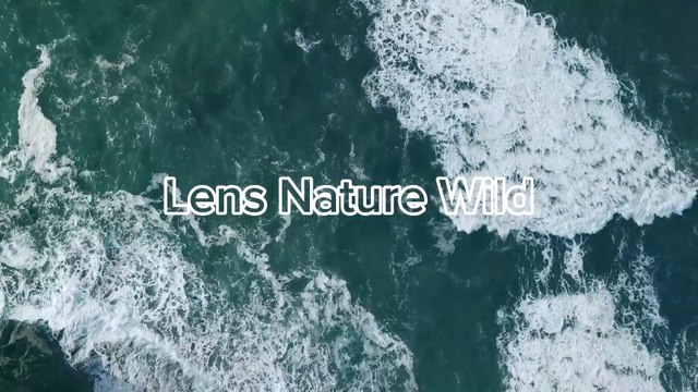 Dazzling Dolphins Majestic Creatures of the Sea LensNatureWild