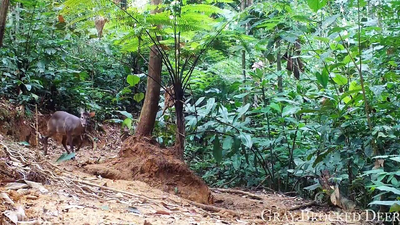Animals of Amazon