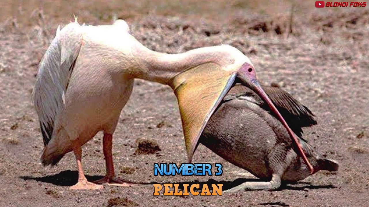 ¡las 10 Aves Increíblemente Brutales Del Mundo!