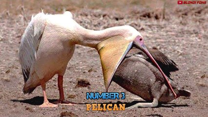 ¡las 10 Aves Increíblemente Brutales Del Mundo!