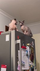 Sibling Sphynxes Duke It Out On Top Of The Fridge