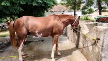 Restoring a Horse's Hoof