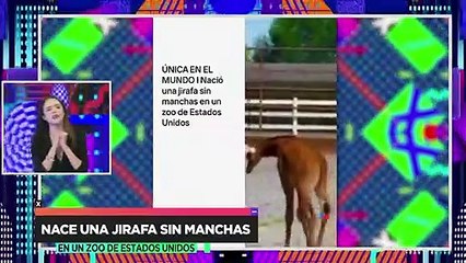 Nace primer jirafa sin manchas