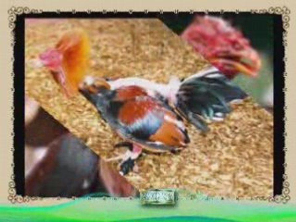 gitan los gallos de ratia