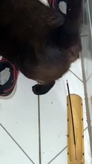 Cat Uses Incense To Cleanse Butthole's Bad Energy