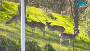 Albury man gets Father's Day surprise when he spots herd of deer in backyard