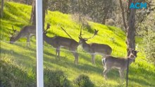Albury man gets Father's Day surprise when he spots herd of deer in backyard