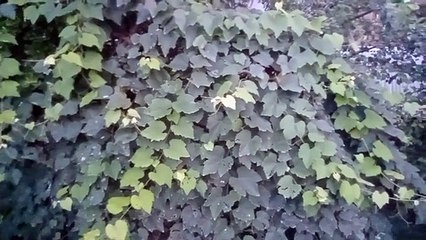 বাংলা চটি গল্প | Different types of trees in our village