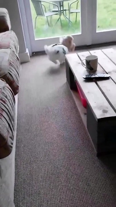 Rabbit funny moments