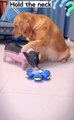 This is a very clever dog _ Dog and the Pig funny video 
