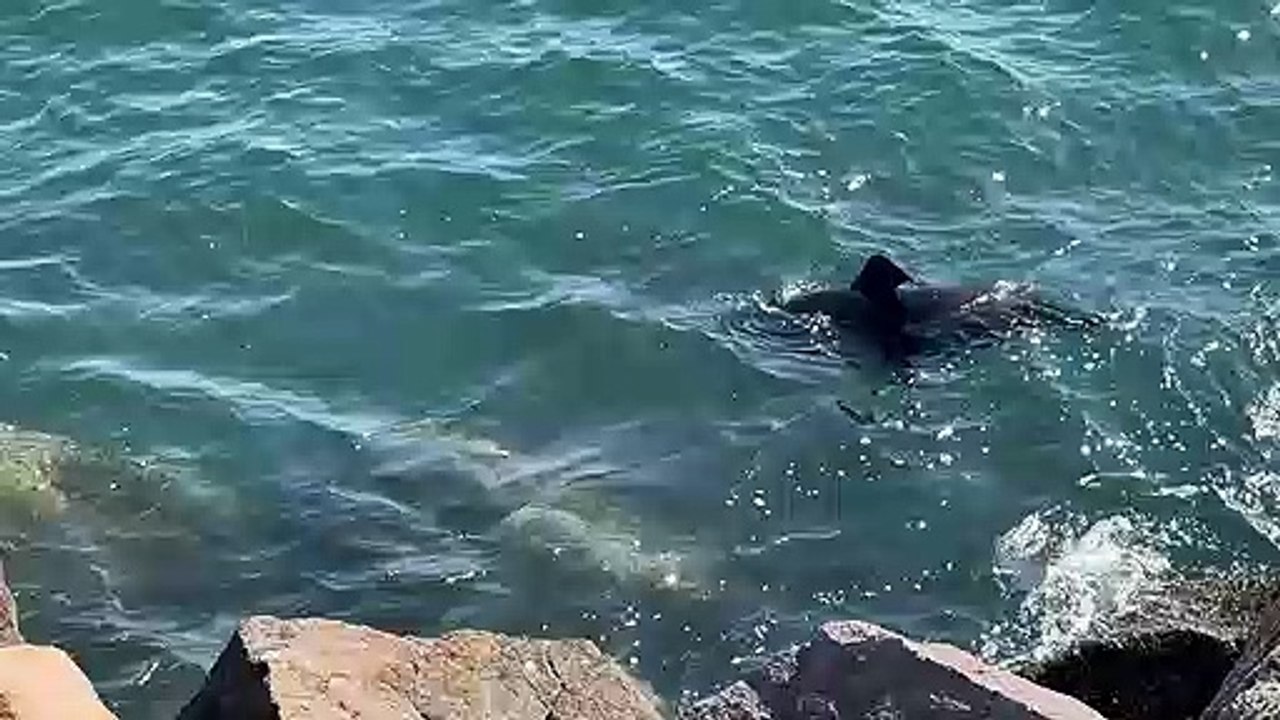Seal at Nobbys Breakwall
