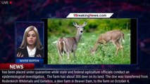 Wisconsin deer farm infected with fatal brain disease - 1breakingnews.com