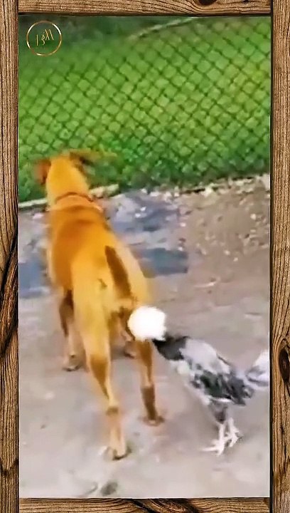 Funny pets 19 short