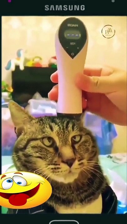 Funny pets 17  short