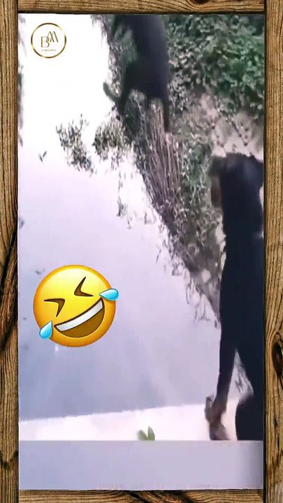 Funny Pets 20  Short