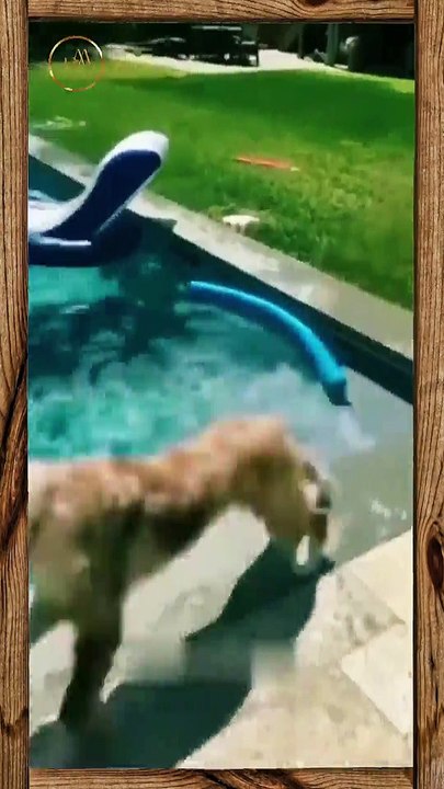 Funny Pets 22 Short
