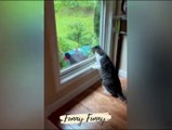 Fun With Cats : Best Funniest Cats And Dogs Videos New Animals Funny Videos Funny Clips