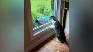 Fun With Cats : Best Funniest Cats And Dogs Videos New Animals Funny Videos Funny Clips