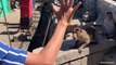 Angry monkey | funny monkey video _ funny monkey videos try not to laugh